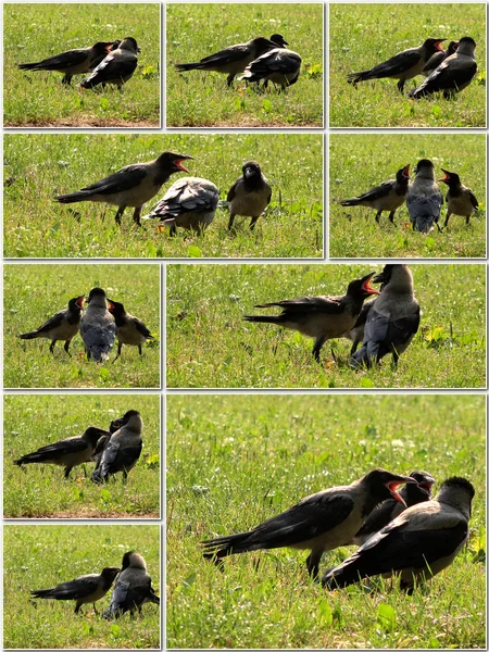 Krähe füttert ihre Jungen mit Sorgfalt — Stockfoto