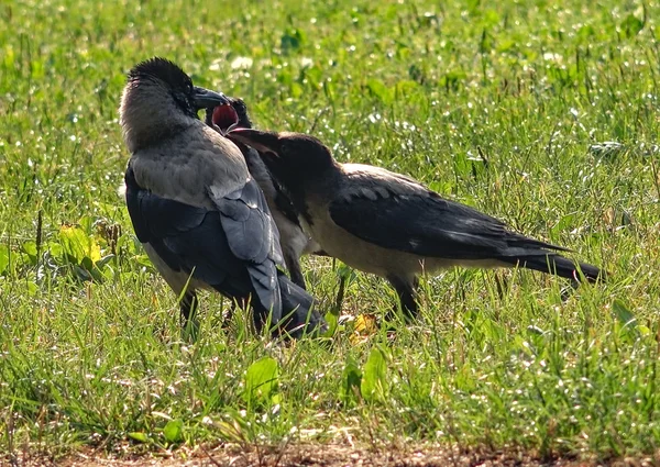 Crow feeds her young with care — Stock Photo, Image