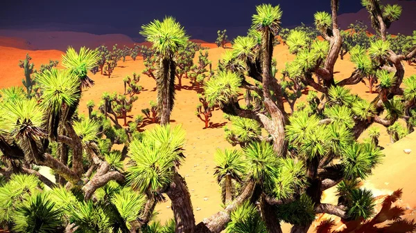 Alberi di Giosuè sul deserto — Foto Stock