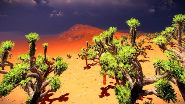 Joshua bomen op woestijn — Stockfoto