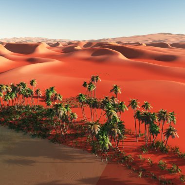 Palmiye ağaçları oasis yakınındaki
