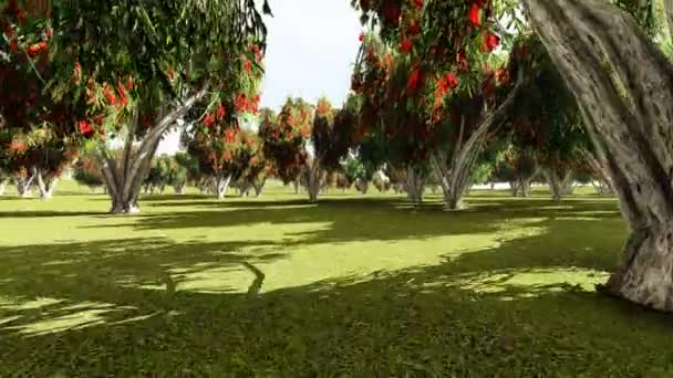 Каллиарный грушевый сад — стоковое видео
