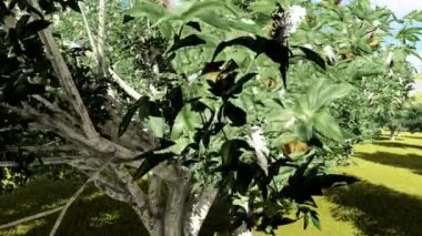 California buckeye Aesculus californica ağaçlar