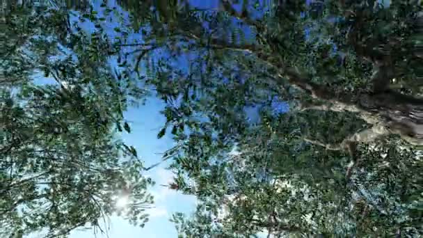 Paysage rural toscan idyllique avec oliviers 