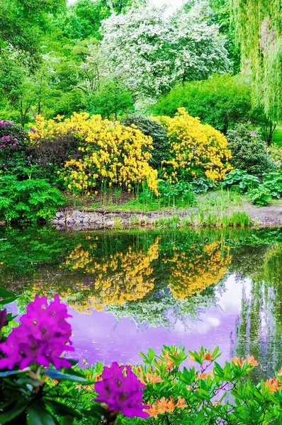 Üppige Vegetation am Teich — Stockfoto