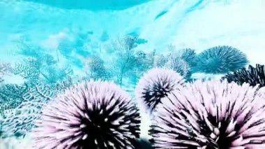 Renkli dünya sualtı