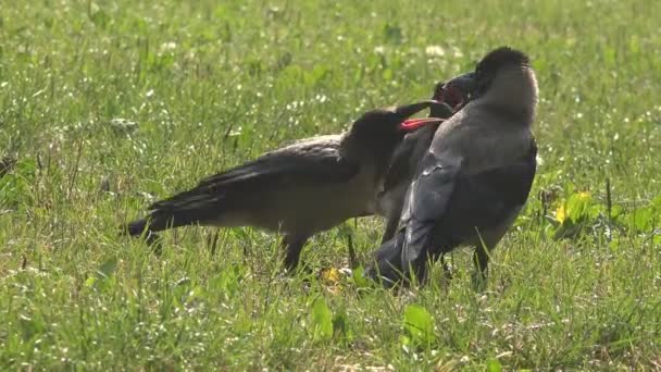 カラスは彼女の若い雛をフィードします。 — ストック動画