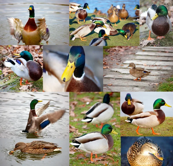 Ducks photo collage — Stock Photo, Image