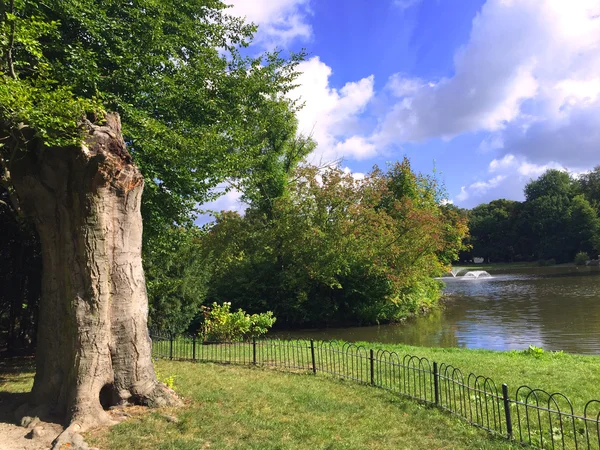 湖边雄伟的古橡树 — 图库照片