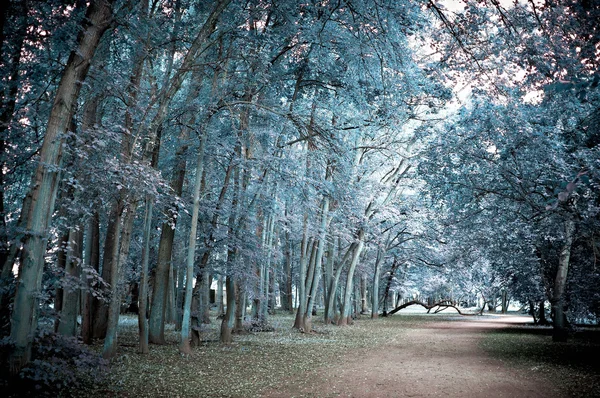 Road in the park - infrared — Stock Photo, Image
