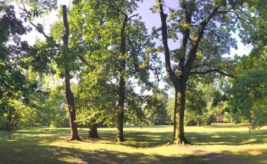 Geç yaz aylarında yemyeşil orman