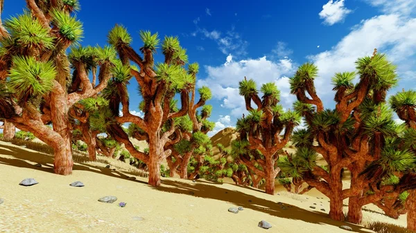 Joshua trees — Stock Photo, Image