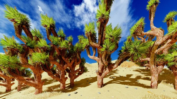 Alberi di Giosuè — Foto Stock