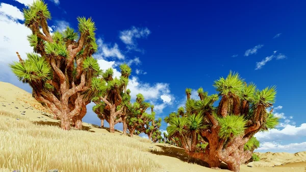 Joshua trees — Stock Photo, Image