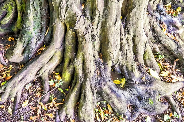 Rötter på marken — Stockfoto
