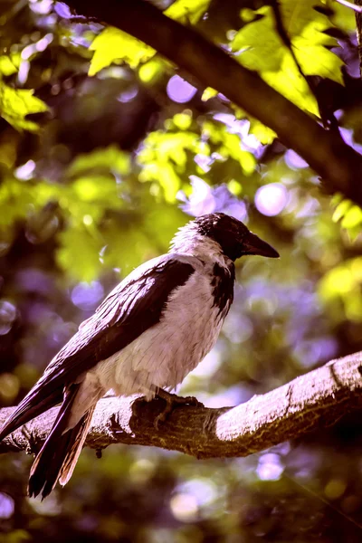 Pássaro negro comum — Fotografia de Stock