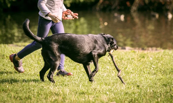 Joven chica y perro en la hierba — Foto de Stock