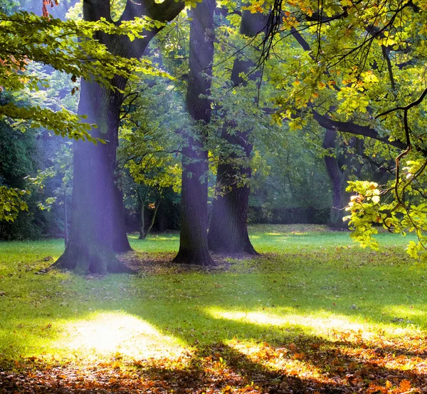 God beams in Park — Stock Photo, Image