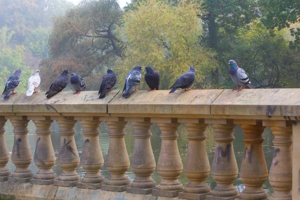 Pigeons standing on  wall — Stock Photo, Image