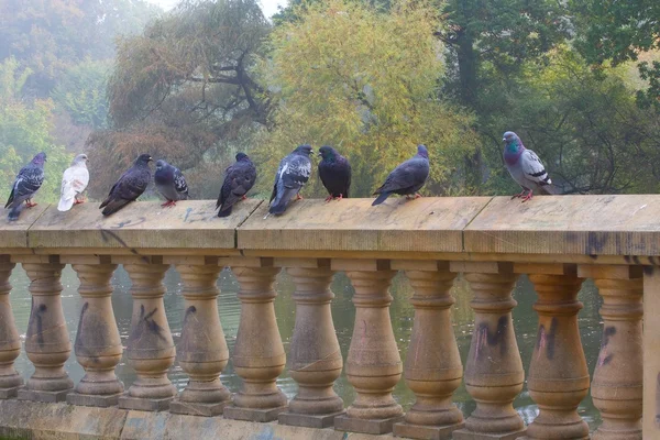 Palomas de pie en la pared —  Fotos de Stock