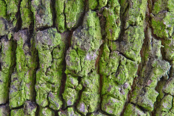 Tree bark — Stock Photo, Image