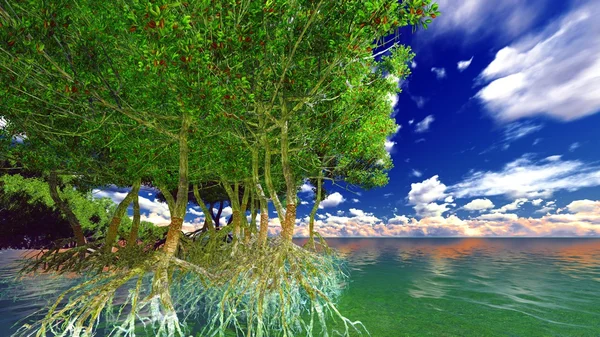 Röd mangrove — Stockfoto