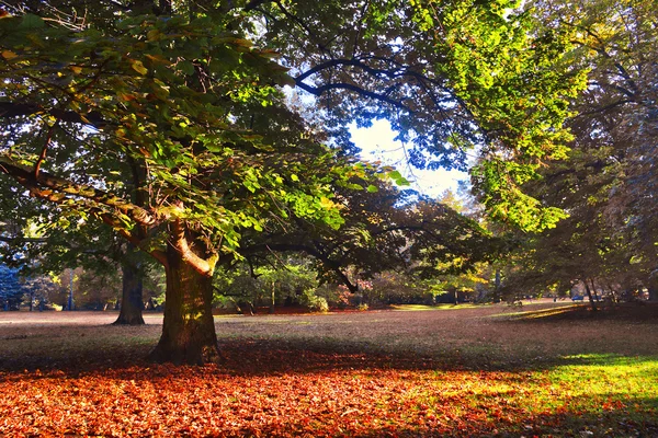 強大なオークの木 — ストック写真