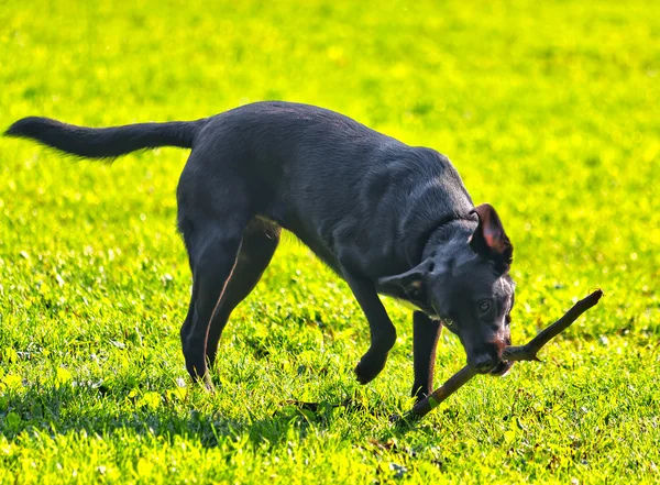 Şirin köpek. — Stok fotoğraf