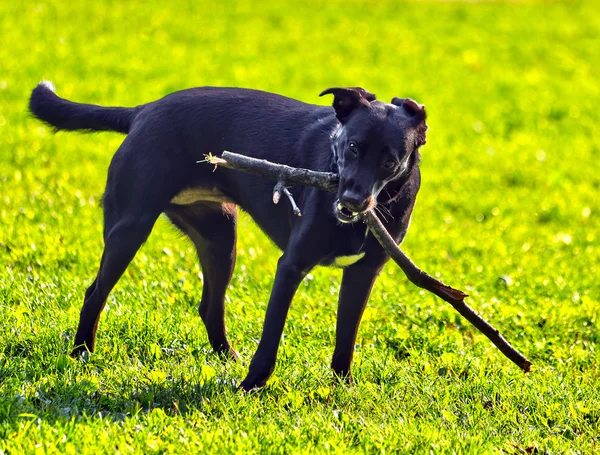 Şirin köpek. — Stok fotoğraf