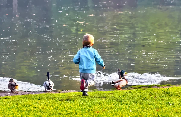 Menino pequeno com mallards — Fotografia de Stock