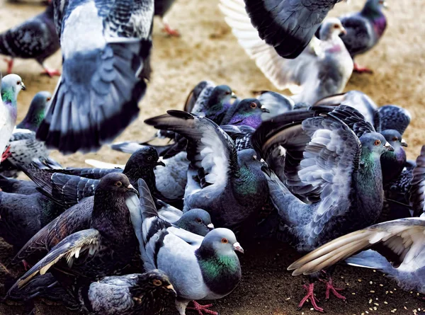 Viele hungrige Tauben — Stockfoto