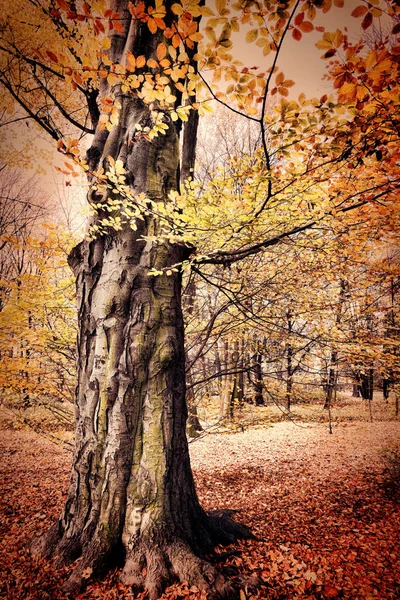 Patří do veřejného parku — Stock fotografie