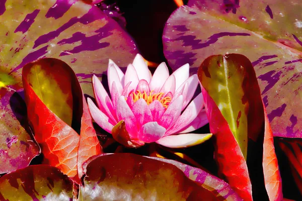 Lotus flower in the pond — Stock Photo, Image
