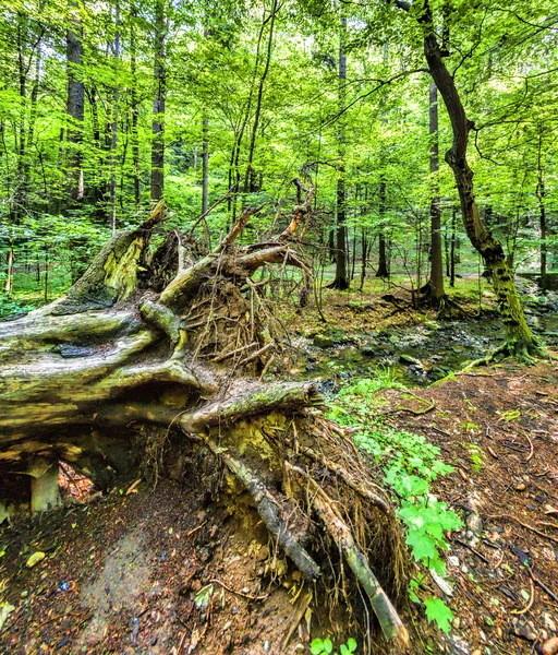 Ősi erdő — Stock Fotó