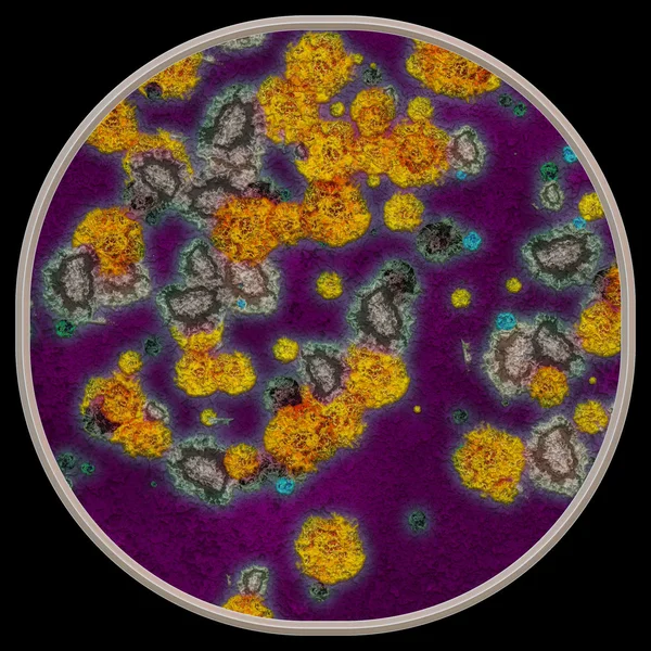 Crescimento simétrico de bactérias — Fotografia de Stock