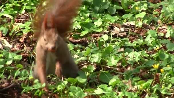 Écureuil mignon — Video