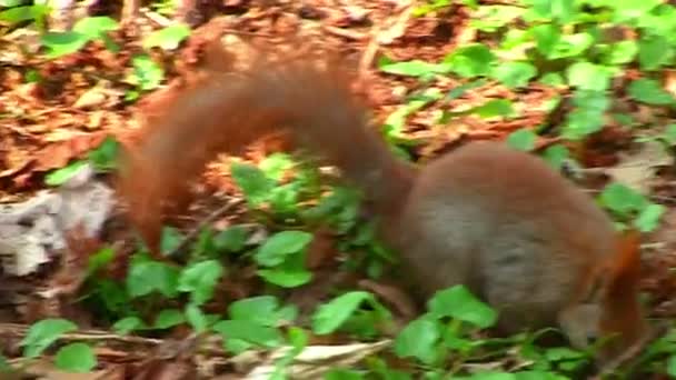 Cute squirrel — Stock Video