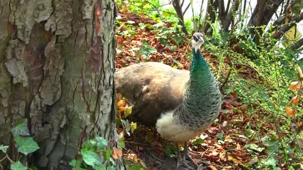 Awesome peacock — Stock Video