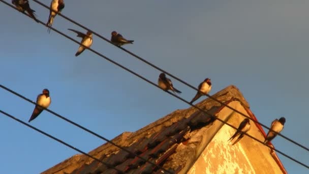 Zwaluwen zittend op draden in een groep — Stockvideo