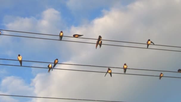 Golondrinas sentadas en cables en un grupo — Vídeo de stock