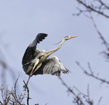 Heron ağaç üzerinde