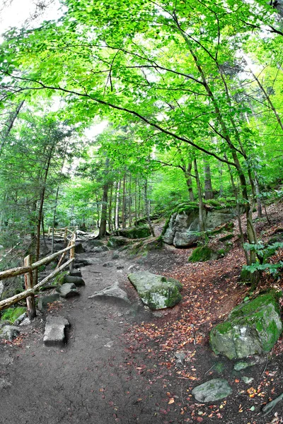 Leśne ścieżki — Zdjęcie stockowe