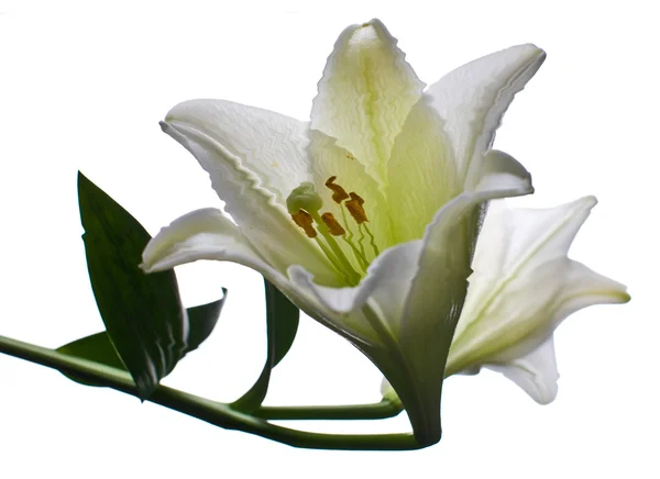 Lilienblüten Nahaufnahme — Stockfoto