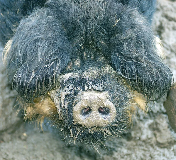 Cute Boar — Stock Photo, Image