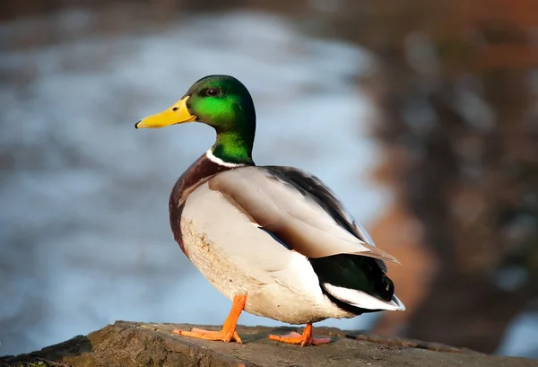 Eend in de vijver — Stockfoto