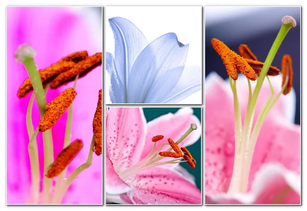 Lily colagem flores — Fotografia de Stock