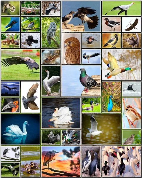 Collage van vogels — Stockfoto