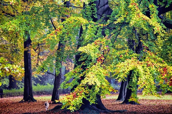 Autumnal trees in the park — Stock Photo, Image