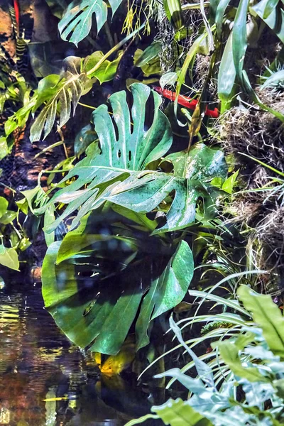 Schöner Regenwald — Stockfoto