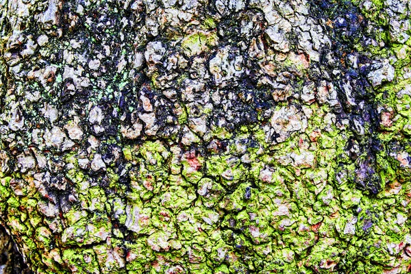 Robustní kůra stromu — Stock fotografie